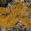 yellow/orange lichen