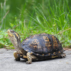 Common Box Turtle