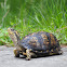 Common Box Turtle