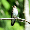 Northern rough-winged swallow