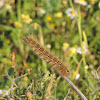 Eggar caterpillar