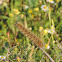 Eggar caterpillar