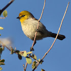 Verdin