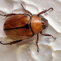 Scarab Beetle