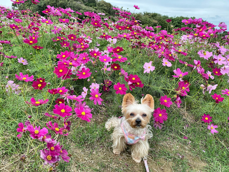 M4 クーペの右斜め前写真展・ドライブ・淡路島・愛犬と一緒に・bmwに関するカスタム事例の投稿画像3枚目