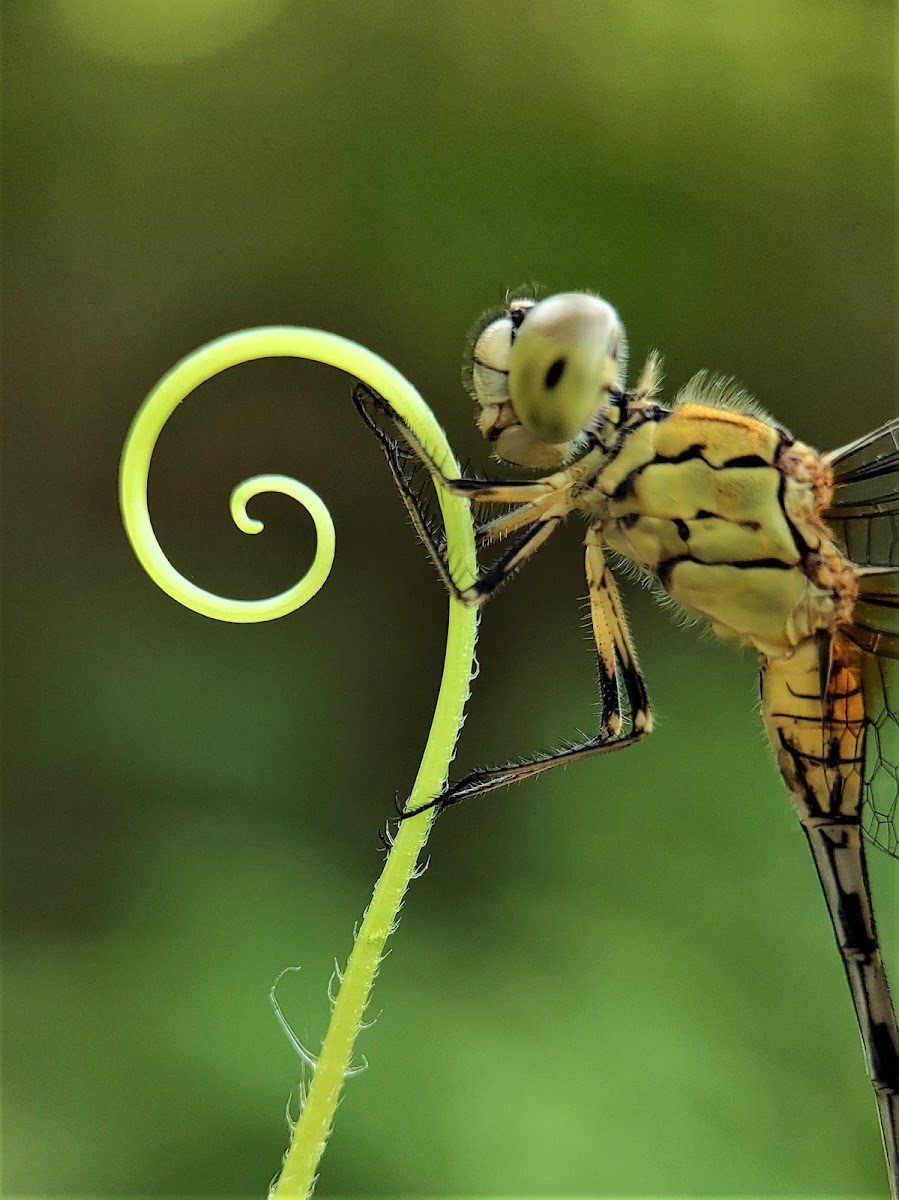 Ground Skimmer