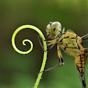 Ground Skimmer