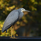 White-faced Heron