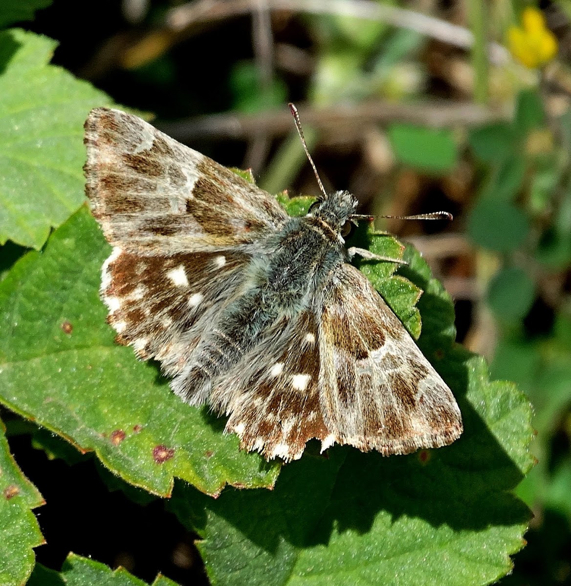 Marbled Skipper