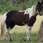 unknown horse breed