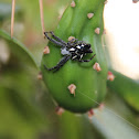 Tropical Tent-Web Spider