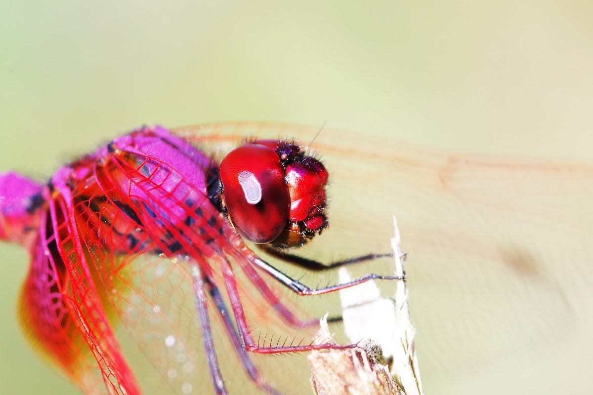 Pink Dragonfly