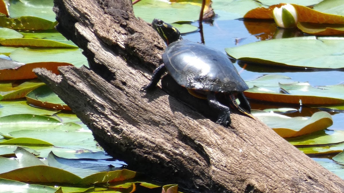 Eastern Painted Turtle