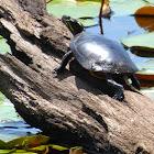 Eastern Painted Turtle