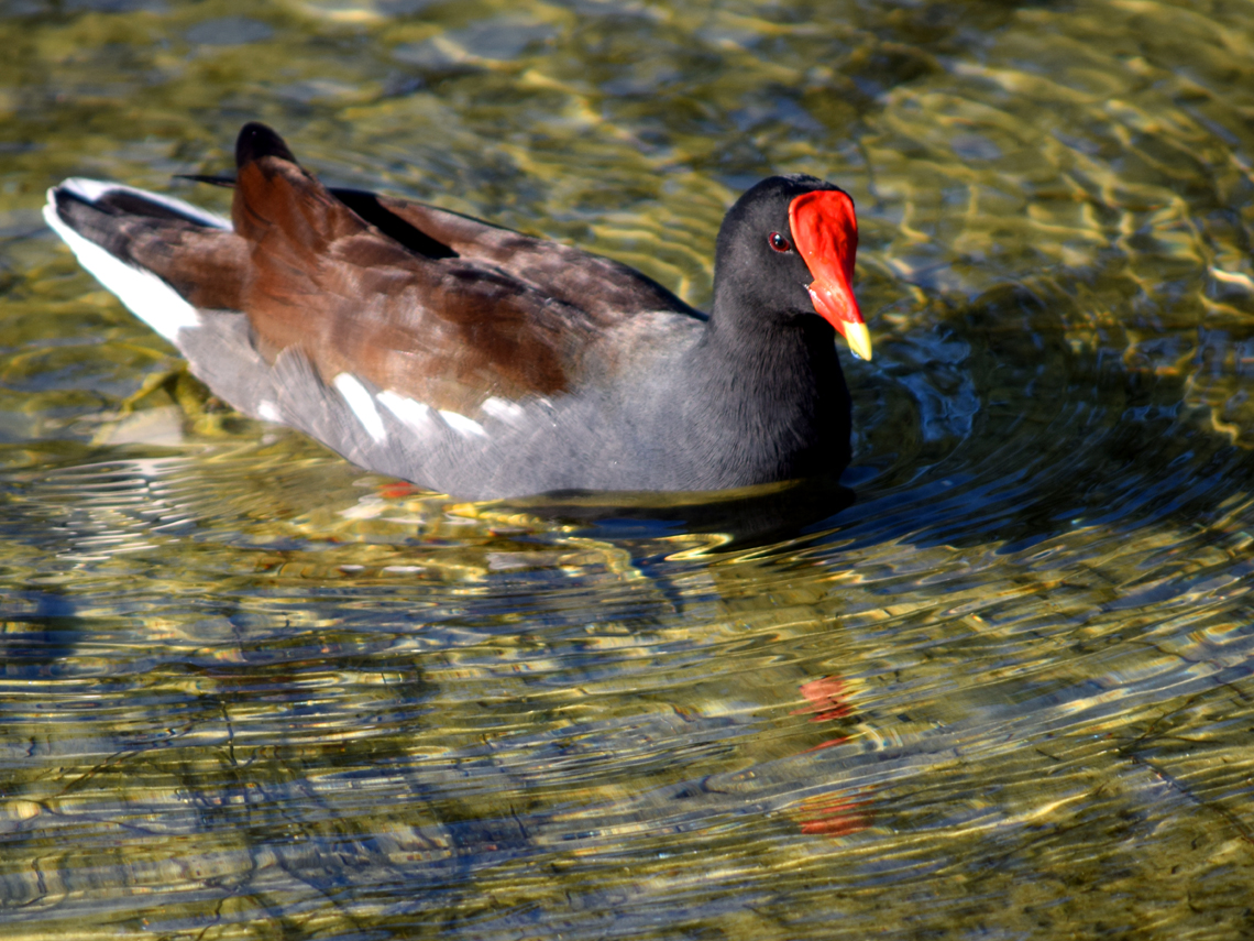 Common Gallinule