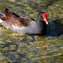 Common Gallinule