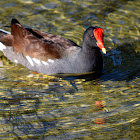 Common Gallinule