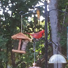 Northern Cardinal