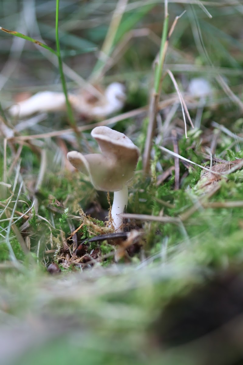 Helvella elastica