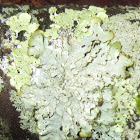 lichen