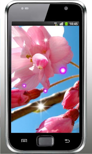 Sakura Blossoms HD LWP