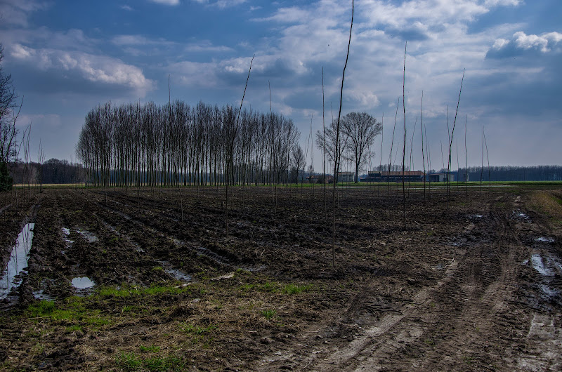 After the rain di Gian Piero Bacchetta