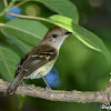 Bran-colored Flycatcher