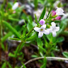 Long-Leaved Bluets