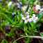 Long-Leaved Bluets