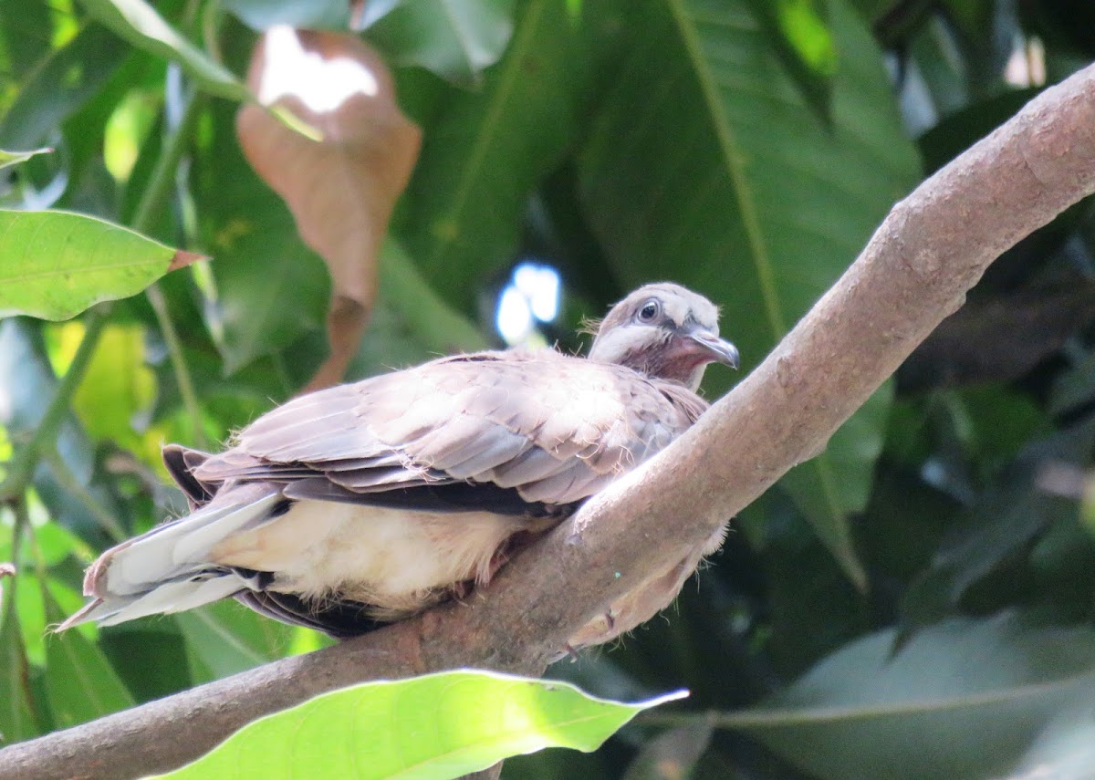 Dove (chick)