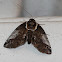 Eyed Baileya Moth