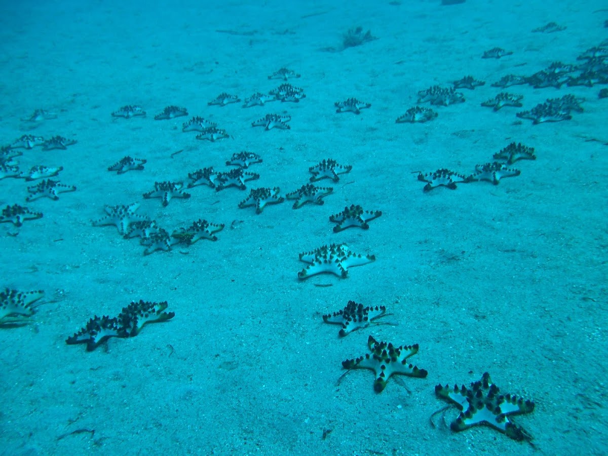 Chocolate Chip Sea Star