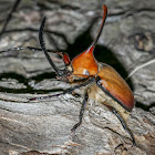 Rhinoceros Beetle