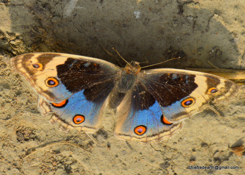 Blue Pansy