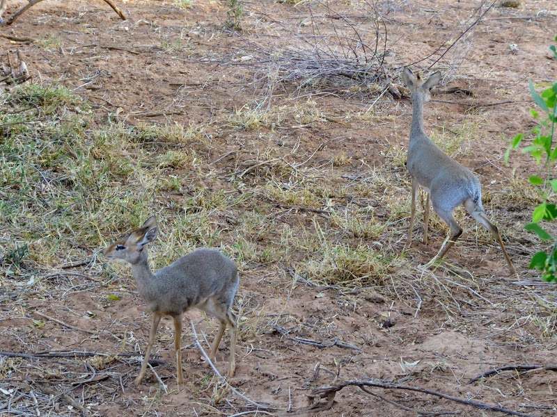 Un poquito de Kenia: Lagos Naivasha y Nakuru, Samburu y Masai Mara - Blogs de Kenia - SEGUIMOS EN TIERRAS DE SAMBURU. (8)