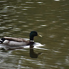 Mallard