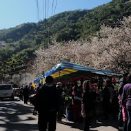 柳家梅園農場