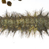 Camouflaged Lappet Moth Caterpillar