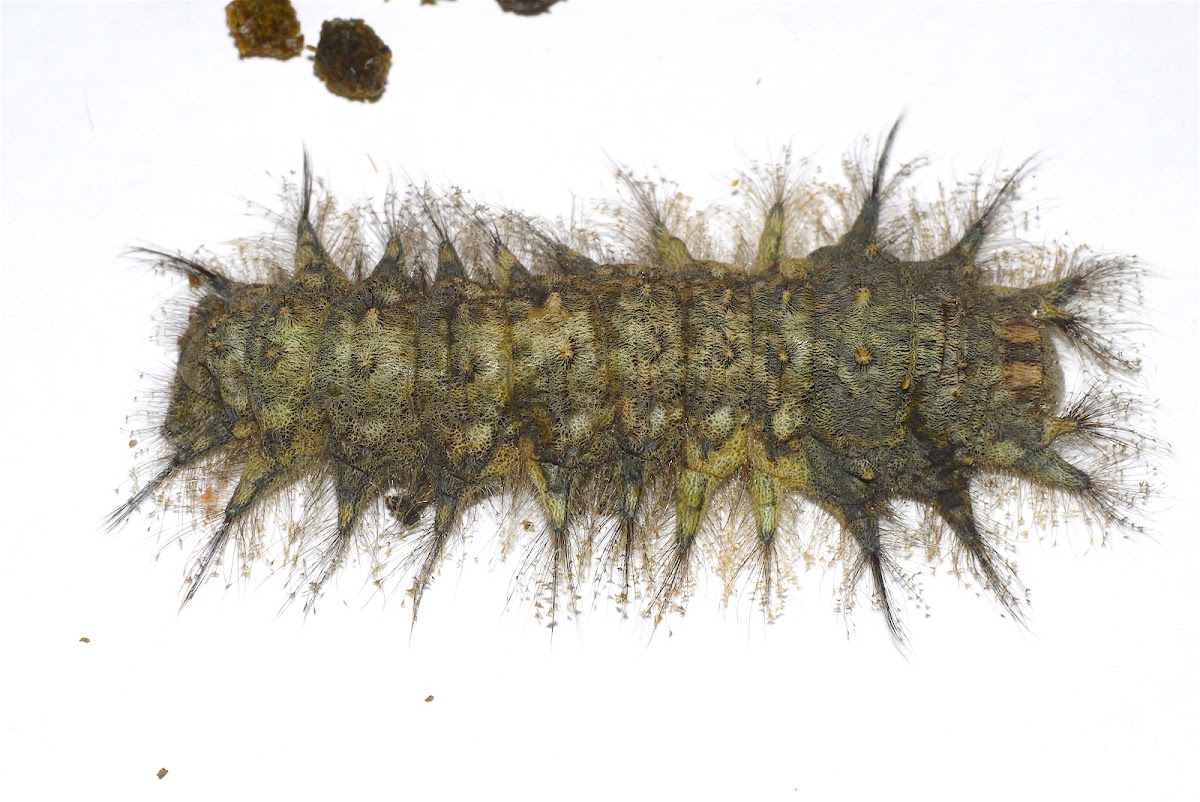 Camouflaged Lappet Moth Caterpillar