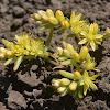 Assyrian sedum