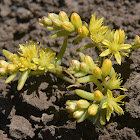 Assyrian sedum