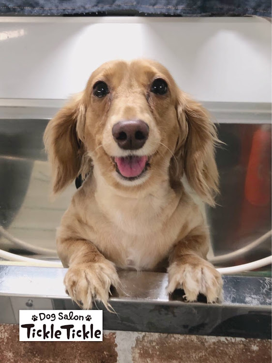 オデッセイの次オデ動画🎶・愛犬トリミング・車高短犬(チャイちゃん)・ワクワクが止まらない・毎日ニヤニヤがとまらない😚💓に関するカスタム事例の投稿画像3枚目