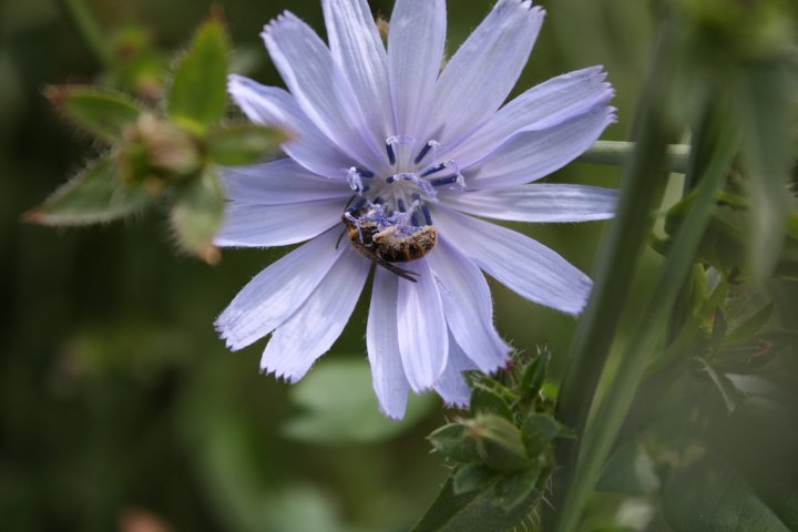 Quando la fauna e la flora si incontrano di Ario Gaviore