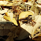 Robber fly