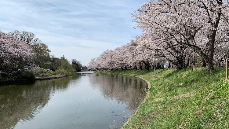 Nボックスカスタムの桜とコラボ🌸・同じ一生！楽しく生きましょう！最高だね！・いつもイイネ、コメントありがとうございます🎵・サクラと愛車・桜に関するカスタム事例の投稿画像8枚目