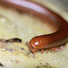 Millipede