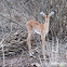 Juvenile Impala