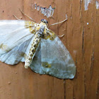 Moth