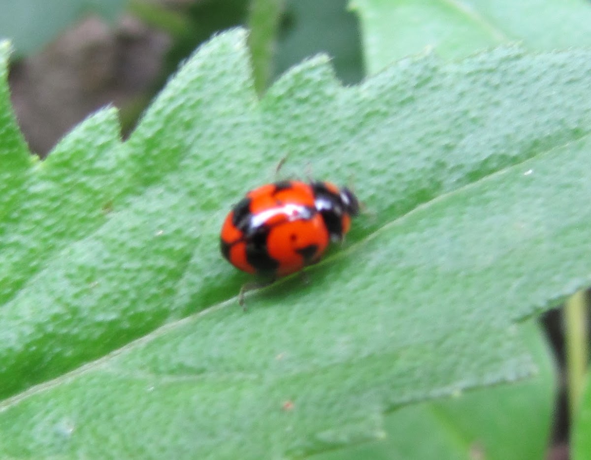 Transverse Lady Beetle