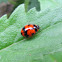 Transverse Lady Beetle